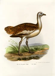 Avutarda común, 1864